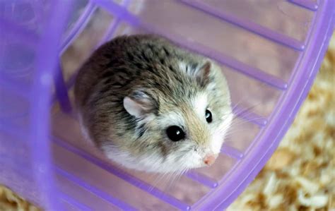 roborovski hamster price